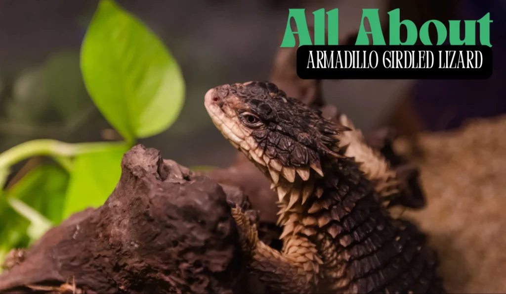 All About the Armadillo Girdled Lizard