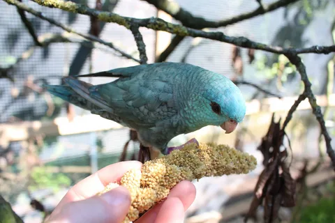 Caring for a Lineolated Parakeet