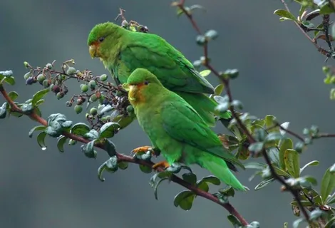Lineolated Parakeet