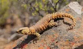 Reproduction and Baby Armadillo Girdled Lizards