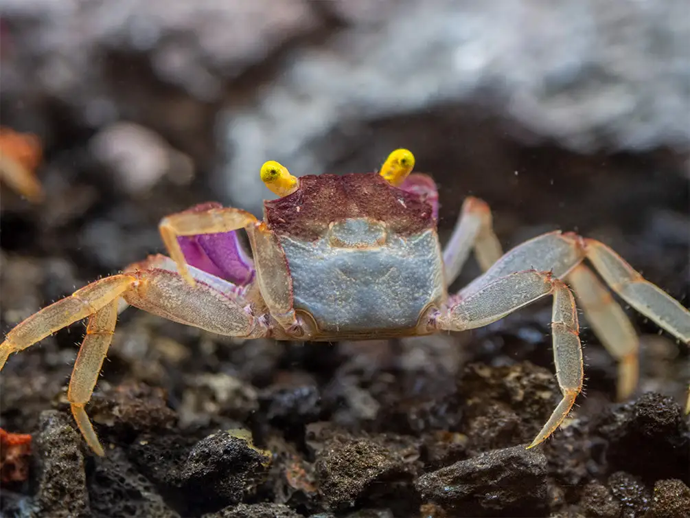 What Does a Vampire Crab Look Like