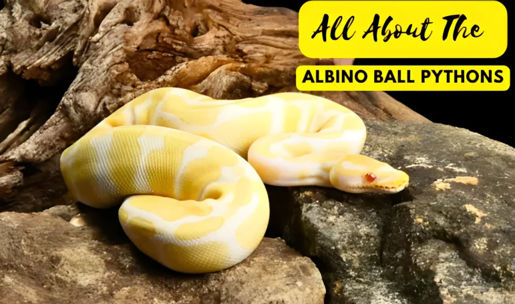 All About Albino Ball Pythons