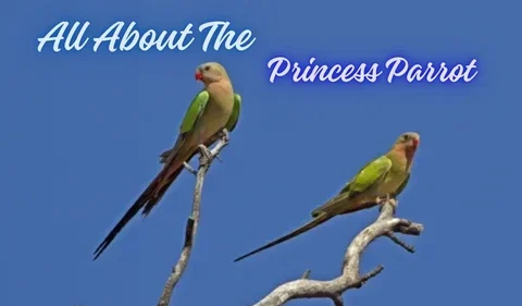All About The Princess Parrot