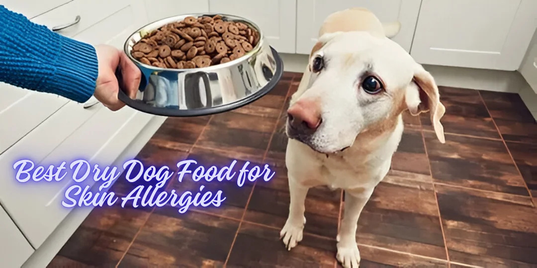 Best Dry Food for Skin Allergies