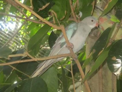 Interesting Facts About the Princess Parrot