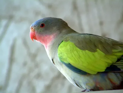 Physical Appearance and Color of Princess Parrot