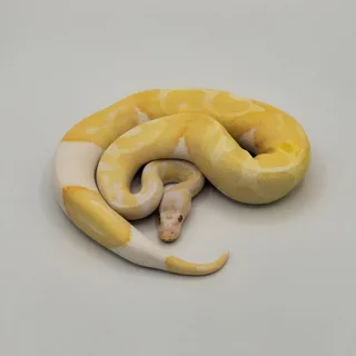 Interesting Facts About Albino Ball Pythons