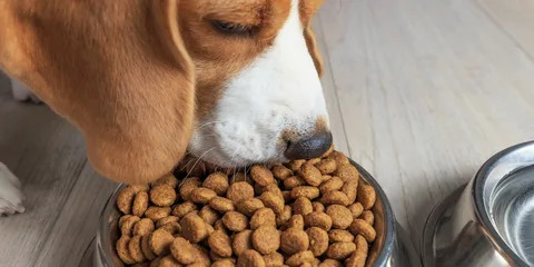 Causes of Skin Allergies in Dogs
