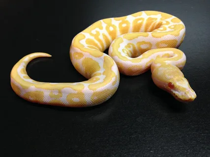 Introduction to the Albino Ball Python