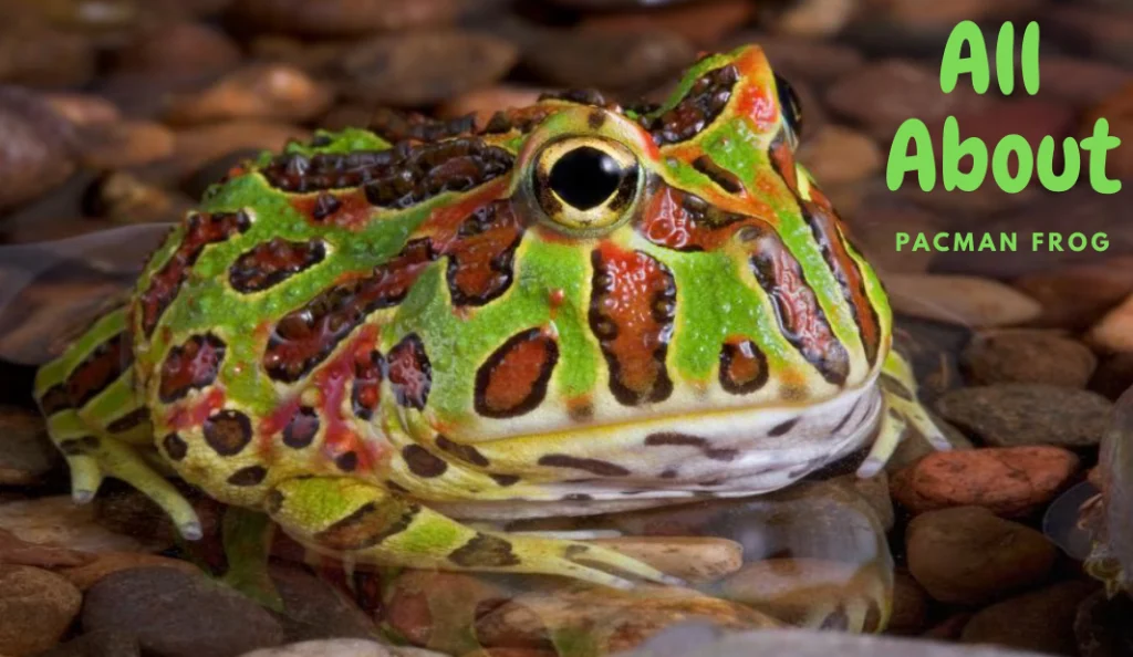 All About Pacman Frog