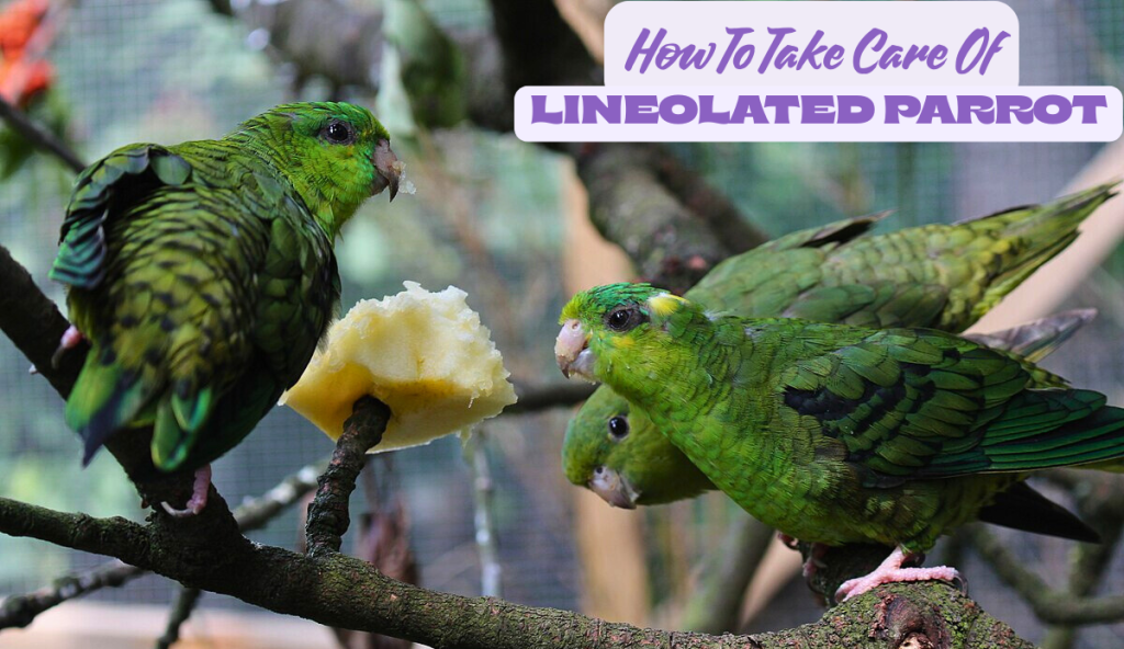 How To Take Care Of Lineolated Parrot