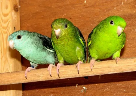 Where Should a Lineolated Parrot Live?