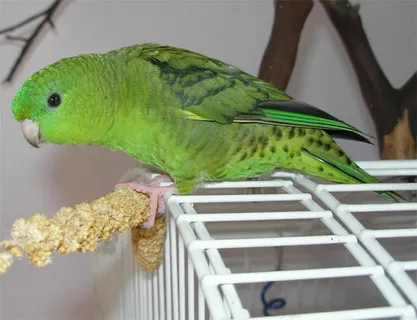 Keep Your Linnie Safe