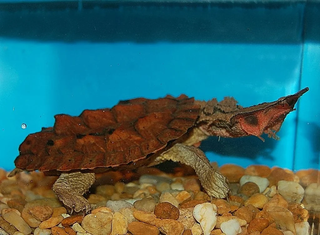 Mata Mata Turtle Origin in South America