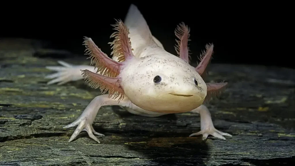 Complete Guide to Taking Care of Axolotls