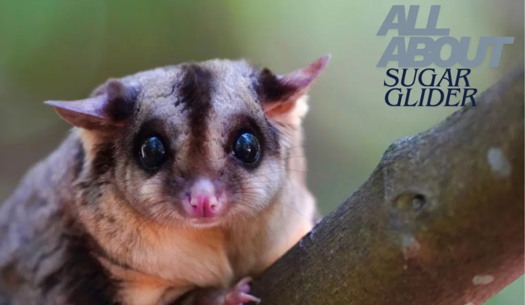 All About Sugar Glider