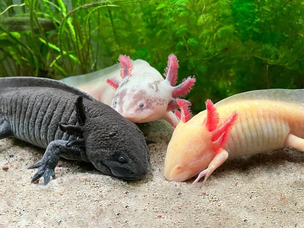 Understanding Axolotl's Nature, Behaviour, and Taking Care of Axolotls