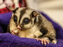 Cage Requirements for Sugar Gliders