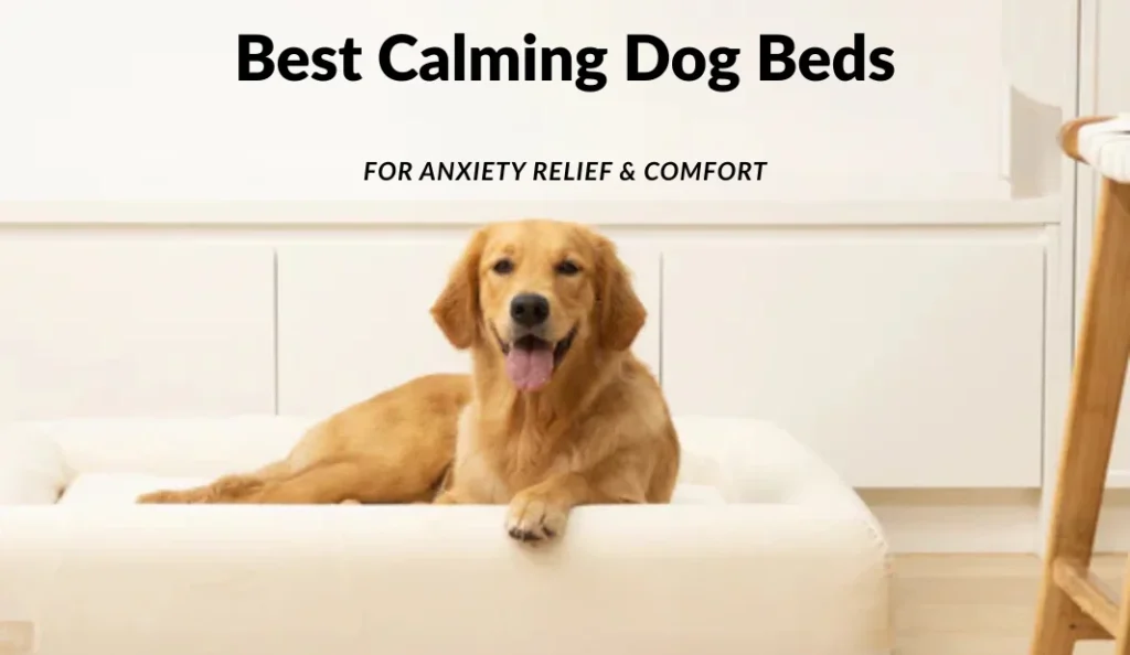 Best Calming Dog Beds for Anxiety Relief & Comfort