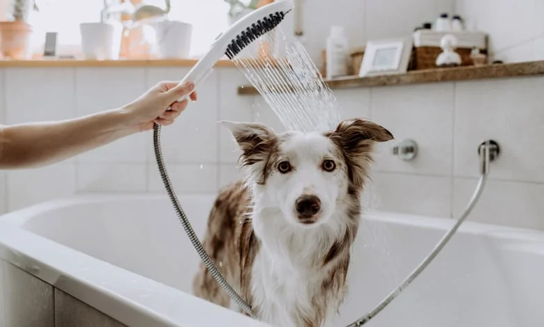 Best Hypoallergenic Dog Shampoo for Sensitive Skin