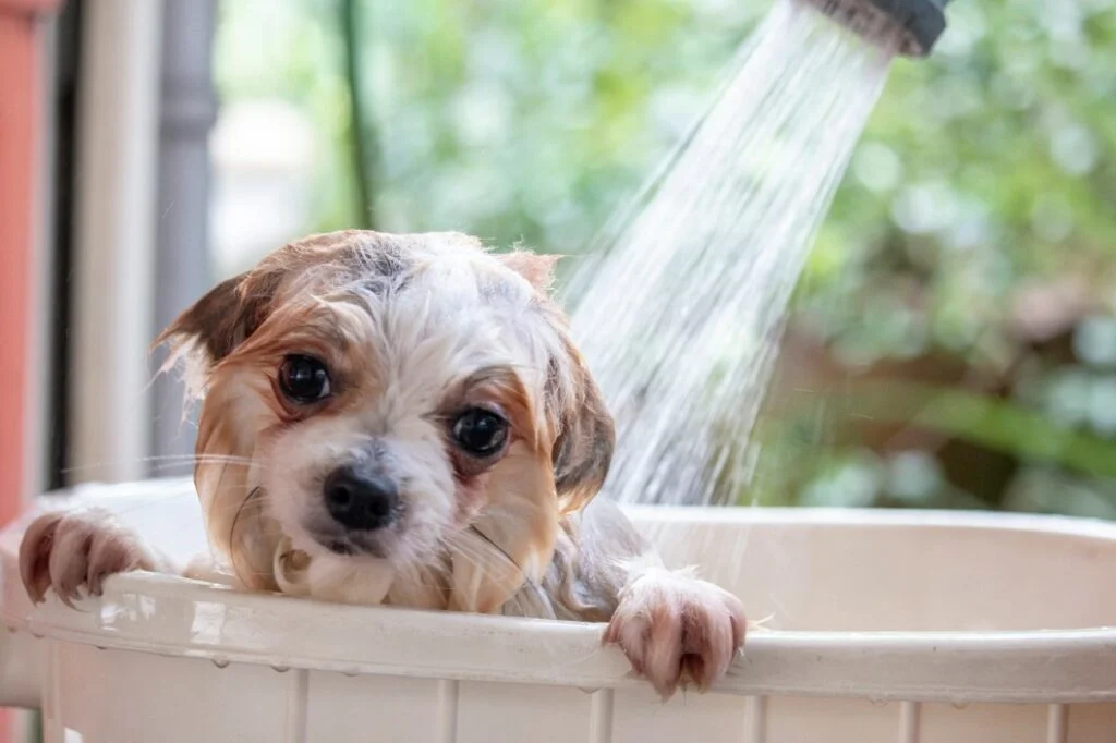 Best Hypoallergenic Dog Shampoo for Sensitive Skin