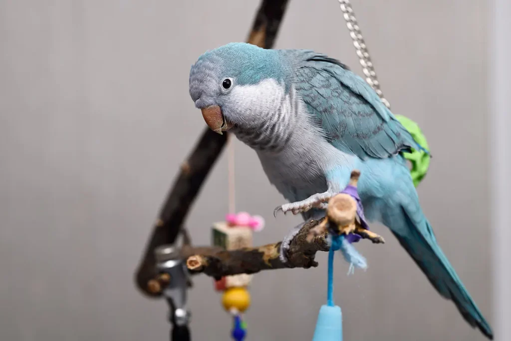 Pet Bird Stress Relief Tips for Healthy Birds