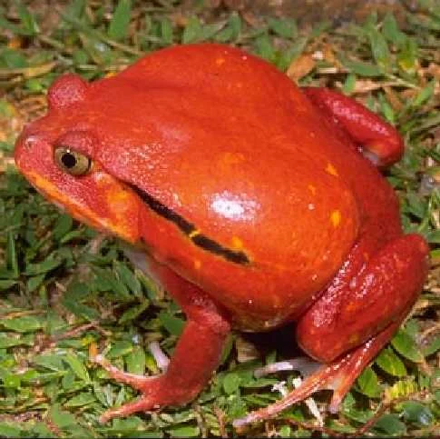  Tomato Frogs Care Guide for Beginners