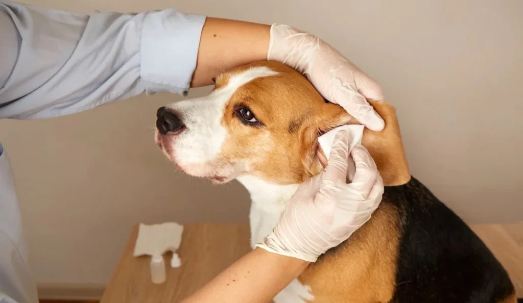 Dog Ear Infection Treatment for Yeast & Bacteria