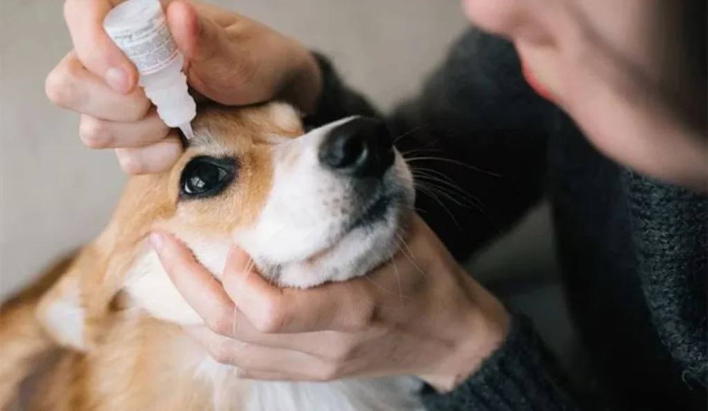 Dog Eye Infection Treatment Best Tips for Healthy Eyes