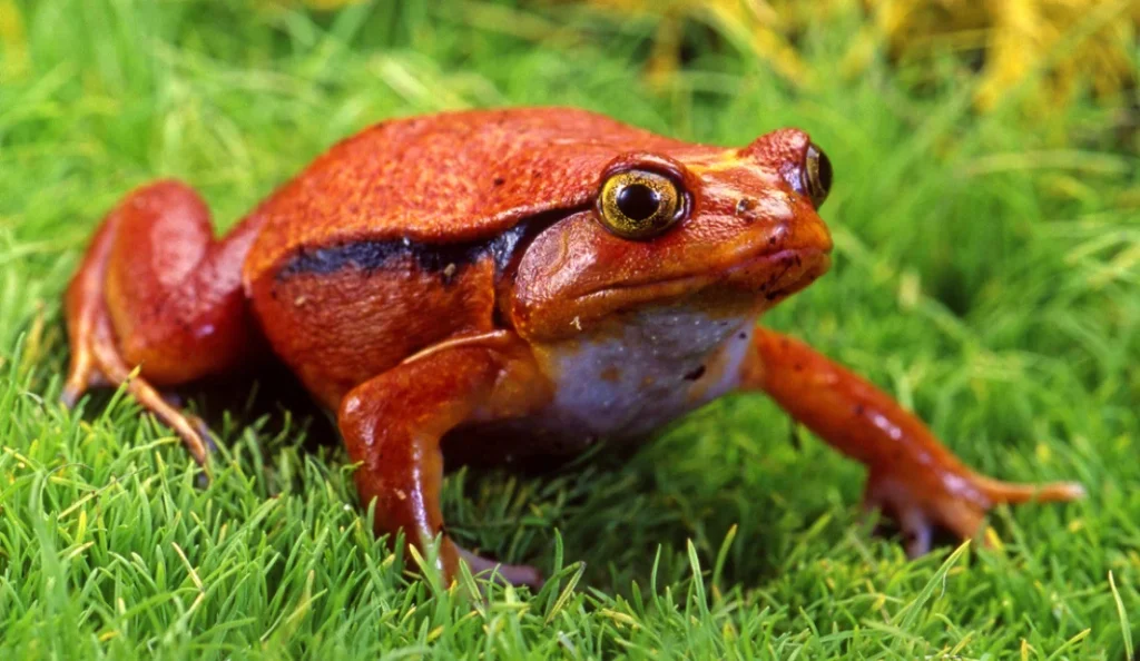 All About Tomato Frogs