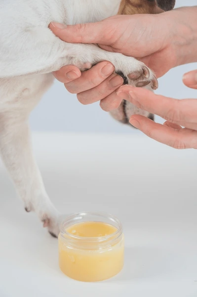 Why Dog Paw Balm Is Important for Your Dog’s Paw Health