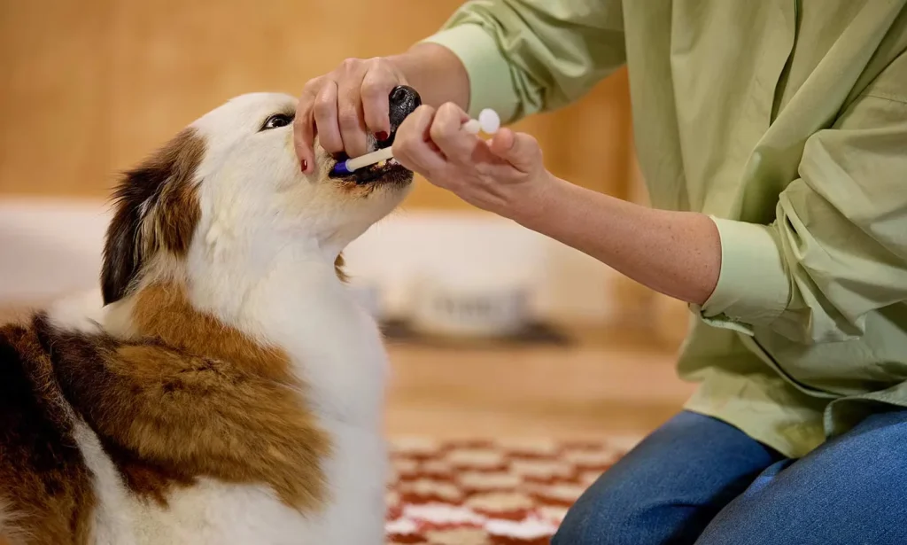 Dog Vitamins 