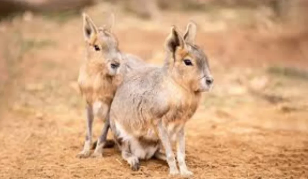 Patagonian Maras Pet Care Guide: Diet, Habitat, Lifespan & Tips