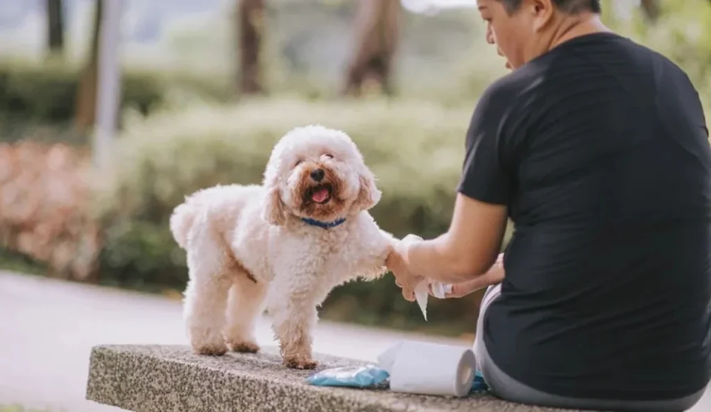 7 Best Dog Wipes for Quick Cleaning & Odor Control