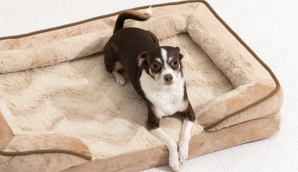 7 Best Dog Beds for Large Dogs with Orthopedic Comfort