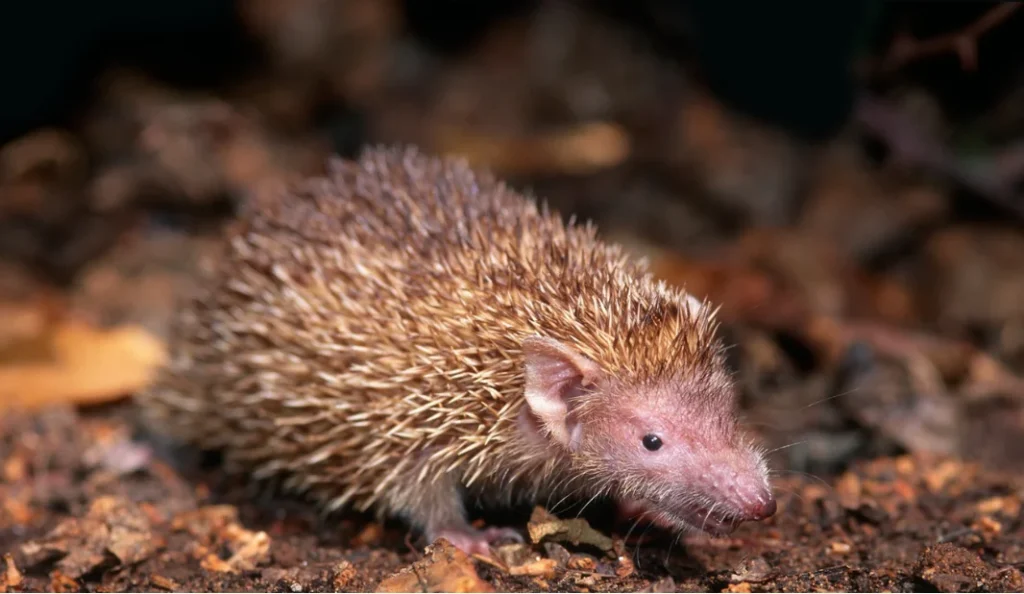 Lesser Hedgehog Tenrec: Care, Diet & Lifespan