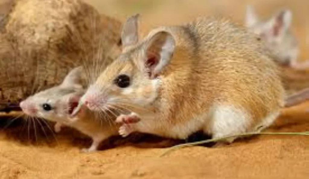 Spiny Mouse Pet Care Guide, Diet, Setup, Lifespan & Secrets