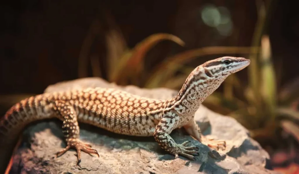 Ackie Monitor Lizard Care Guide, Setup, Diet & Facts
