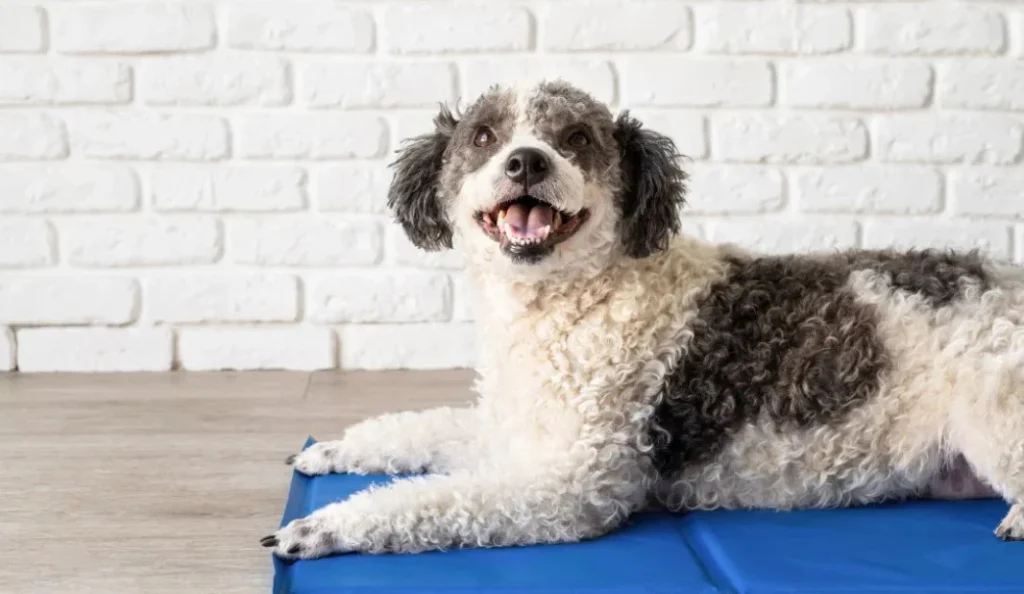 7 Best Dog Cooling Mat for Summer Heat Relief (Top Picks)