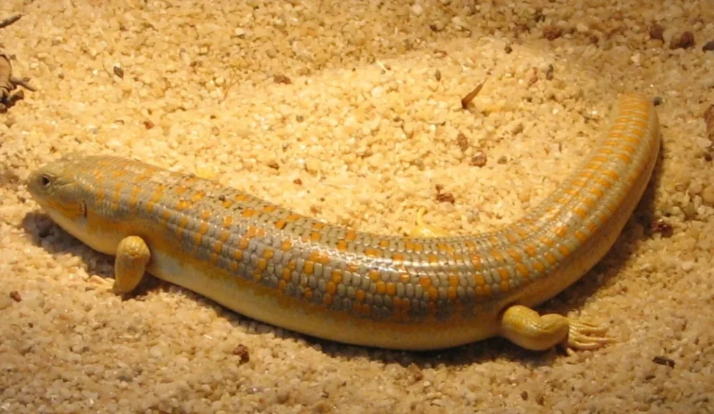 Schneider Skink Care Guide: Easy Setup, Diet & Beginner Tips