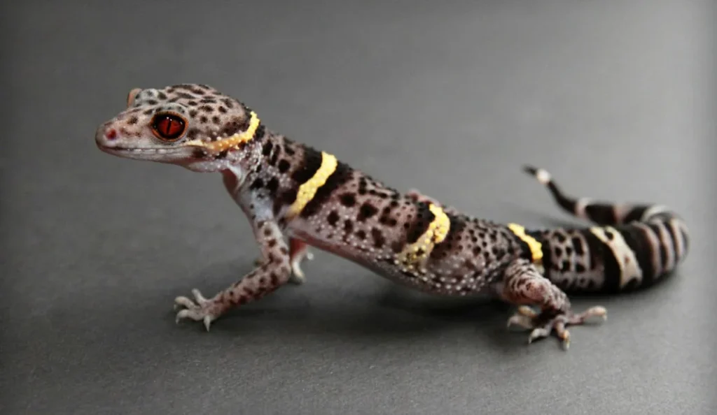 Chinese Cave Gecko Care Guide for Beginners and Owners