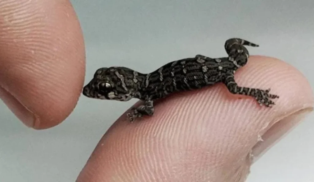 Viper Gecko Care Guide: Habitat, Diet, Feeding & Behavior Tips
