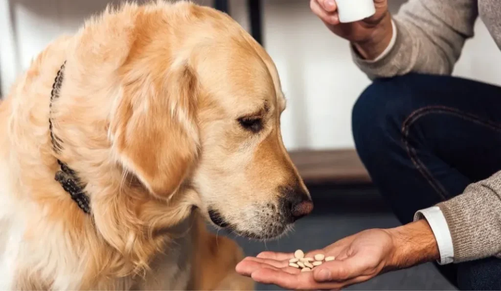 Best Dog Vitamins & Supplements for Overall Health