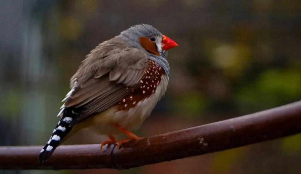 Zebra Finch Care Guide: Diet, Cage Setup & Beginner Tips