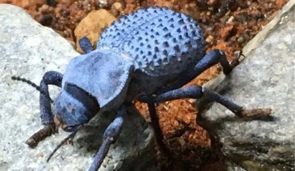 All About Blue Death Feigning Beetles