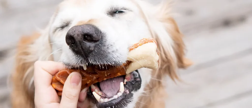 Why Dog Dental Chews Are Important for Your Pet