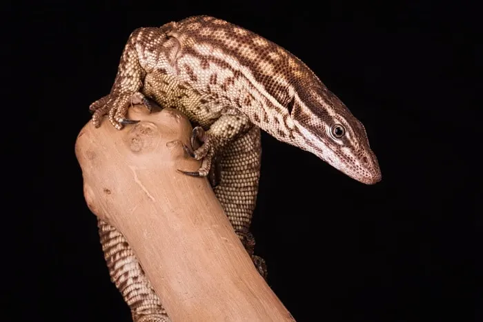 Ackie Monitor Lizard