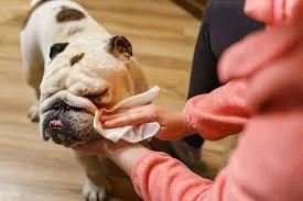 What Are Dog Wipes & Why Every Dog Owner Needs Them