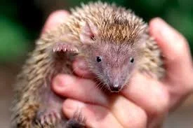 What Is a Lesser Hedgehog Tenrec?