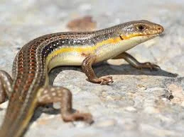 Schneider Skink